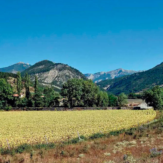 paysage champs et montagne