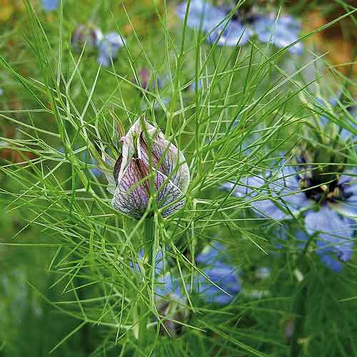 Actu Huile de Cumin Noir