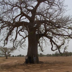 David filière baobab au Mali