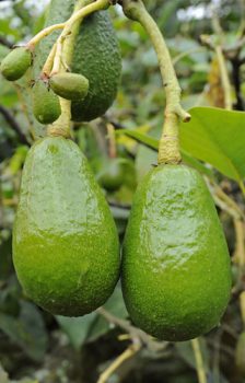 filiere-avocat-guinee Filière avocat Guinée Emile Noël